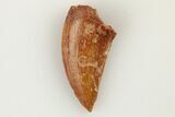 Serrated, Raptor Tooth - Real Dinosaur Tooth #193040-1